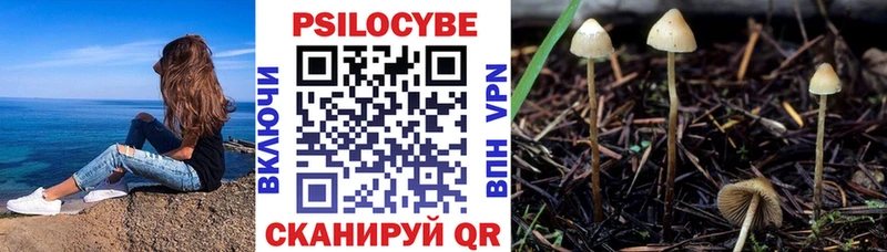 закладка  Комсомольск  Галлюциногенные грибы Psilocybe 